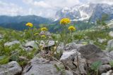 Alyssum oschtenicum. Цветущее растение. Адыгея, Кавказский биосферный заповедник, гора Гузерипль, южный склон, ≈ 2100 м н.у.м., образовавшаяся в результате оползня 2012 г. зарастающая крупнокаменистая осыпь. 28.06.2023.