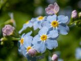 Myosotis palustris. Цветки и бутоны. Тверская обл., Кимрский р-н, смешанный лес, заболоченная обочина лесной дороги. 18.06.2023.