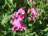 Lathyrus tuberosus. Соцветия. Ростовская обл., Октябрьский р-н, окр. станицы Бессергеневская. 30.06.2006.