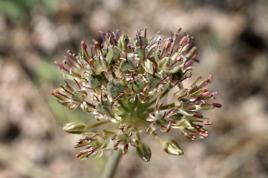 Image of Allium taschkenticum specimen.