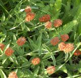 Trifolium alpestre