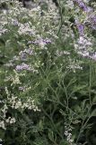 Limonium otolepis