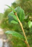 Betula humilis. Верхушка побега. Архангельская обл., Вельский р-н, окр. ур. Куваш, у небольшой дороги среди заболоченного леса. 12.08.2012.