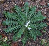 Arabidopsis arenosa