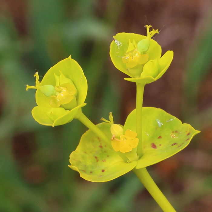 Изображение особи Euphorbia stepposa.