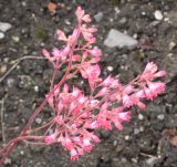 Heuchera sanguinea