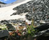 Erigeron uniflorus