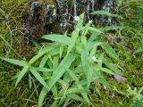 Stellaria darvasievii