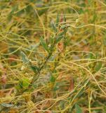 Cuscuta campestris