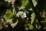 Veronica hederifolia