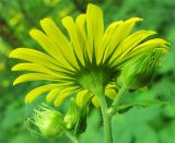 Doronicum pardalianches