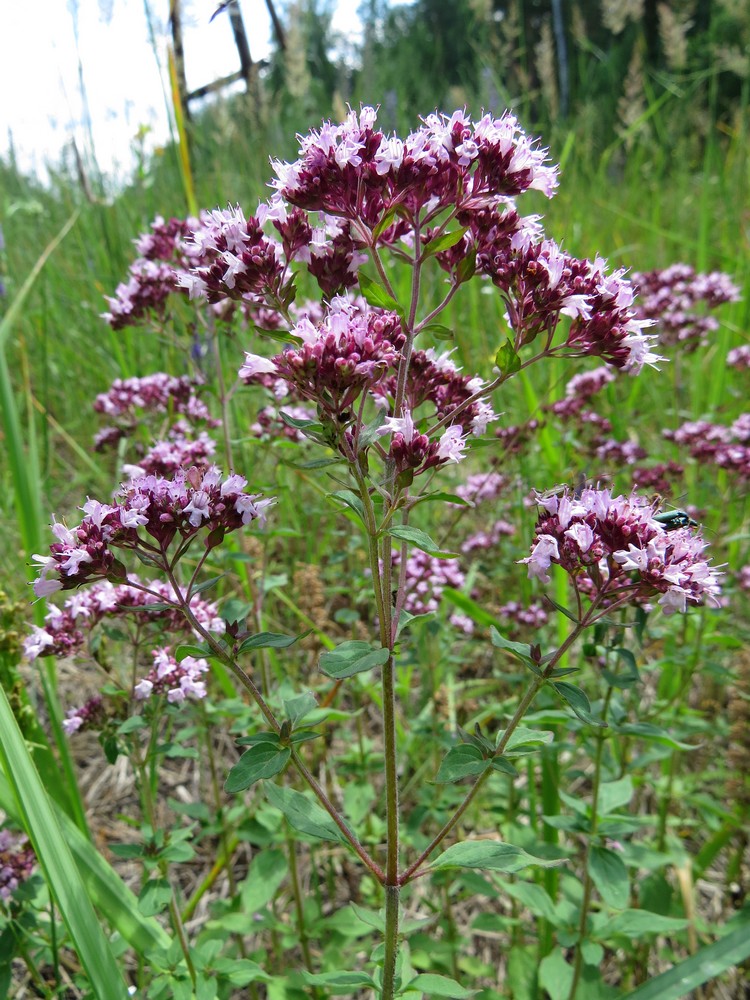 Изображение особи Origanum vulgare.