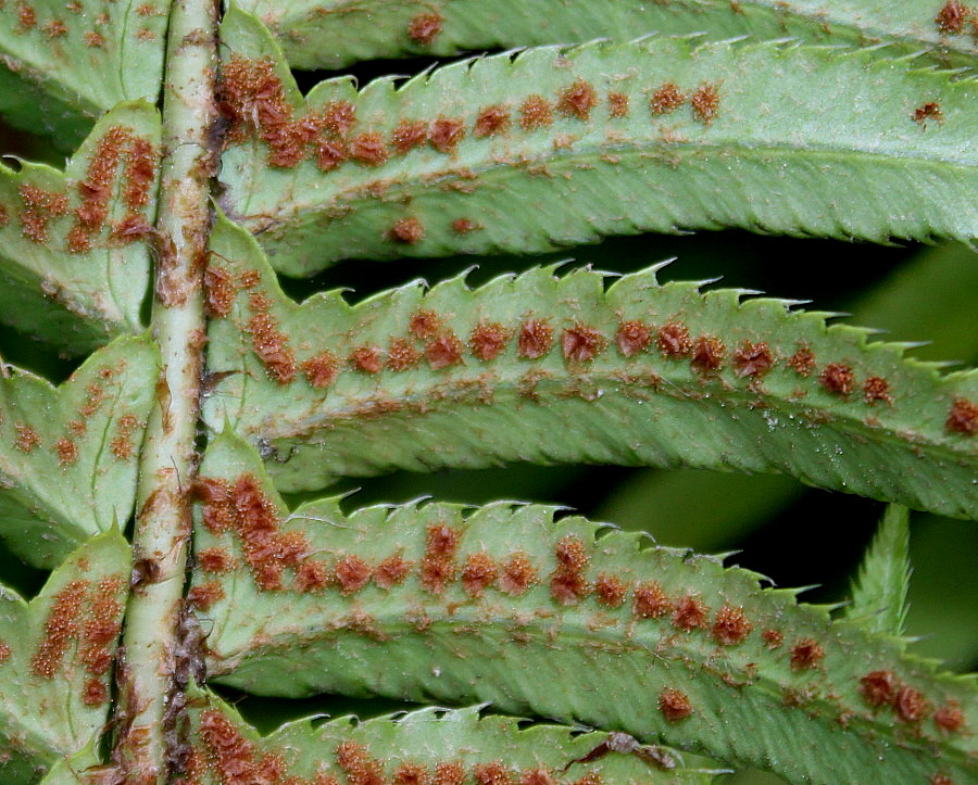 Изображение особи Polystichum munitum.