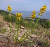 Hypericum lydium. Цветущее растение. Краснодарский край, м/о г. Новороссийск, ур. Широкая Балка, прибрежная гора, можжевеловое редколесье. 08.06.2014.