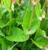 Rumex lapponicus