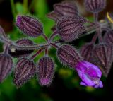 Salvia pinnata