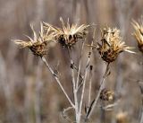 семейство Asteraceae. Верхушка засохшего отплодоносившего растения. Амурская обл., в ~ 32 км севернее Благовещенска, понижение между полями. 08.10.2014.