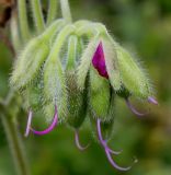 Tinantia erecta