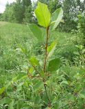 Frangula alnus. Цветущий побег. Ленинградская обл., Лужский р-н, пойма р. Луги, середина июня.