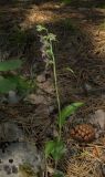 Epipactis distans