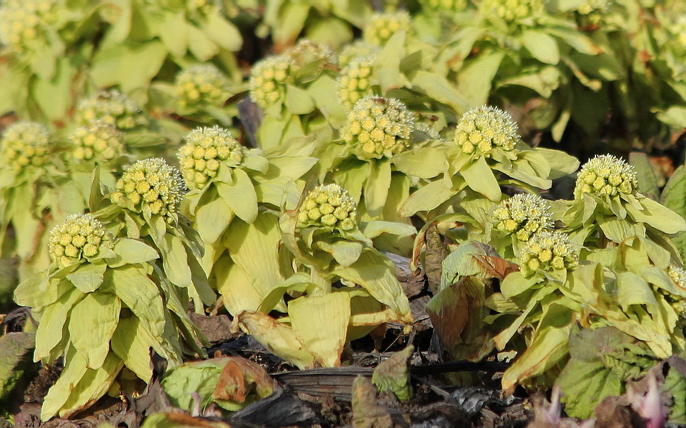 Изображение особи Petasites amplus.