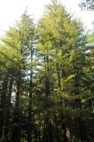 Sequoia sempervirens. Кроны молодых деревьев. США, Калифорния, Big Basin Redwood State Park. 26.02.2015.