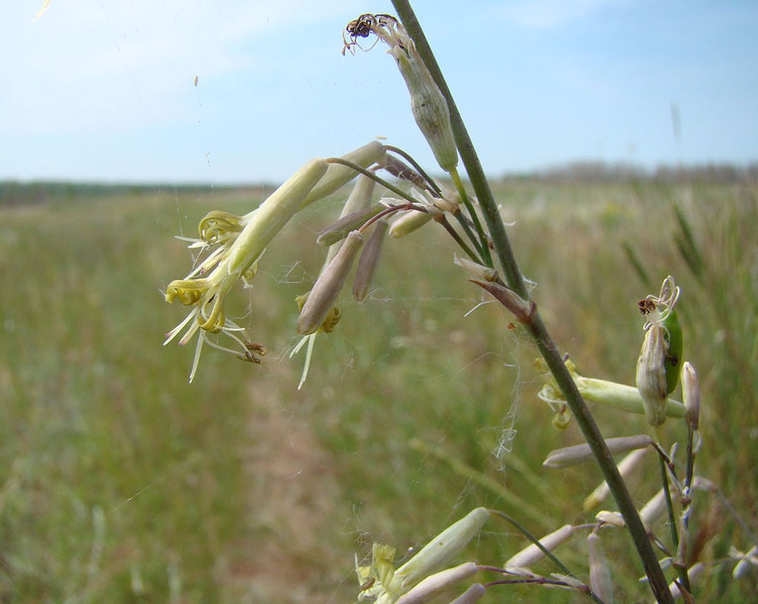 Изображение особи Silene chlorantha.