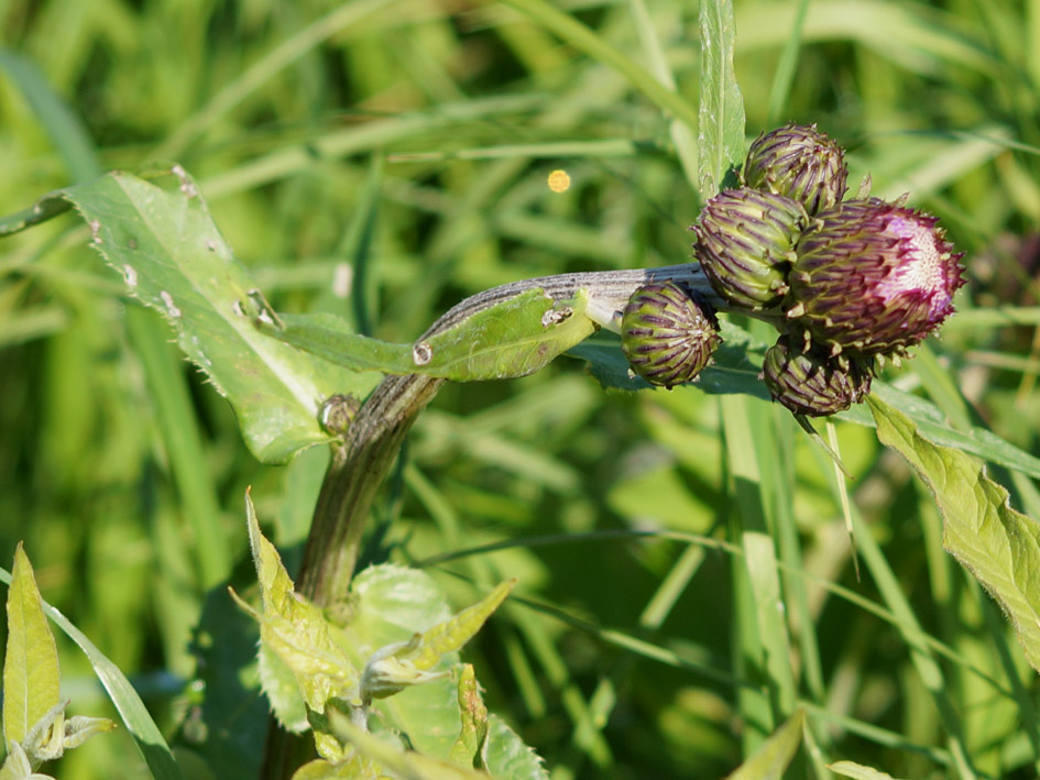 Изображение особи Cirsium heterophyllum.