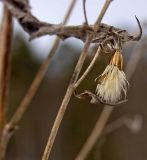 Cicerbita uralensis. Прошлогоднее соплодие. Средний Урал, Пермский край, Кунгурский р-н, правый берег р. Сылва, подножие камня Ермак. 9 апреля 2016 г.