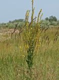 Verbascum × pseudoblattaria