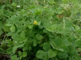 Medicago lupulina. Цветущее растение. Приморье, Находкинский городской округ, окр. пос. Авангард, у дороги. 04.07.2016.