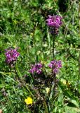 Pedicularis subrostrata. Цветущее растение. Кабардино-Балкария, Эльбрусский р-н, пик Терскол, ≈ 2700 м н.у.м., альпийский луг. 14.07.2016.