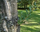 Quercus suber. Часть ствола с побегом. Испания, Кастилия и Леон, г. Саламанка, Parque de los Jesuitas. Октябрь.