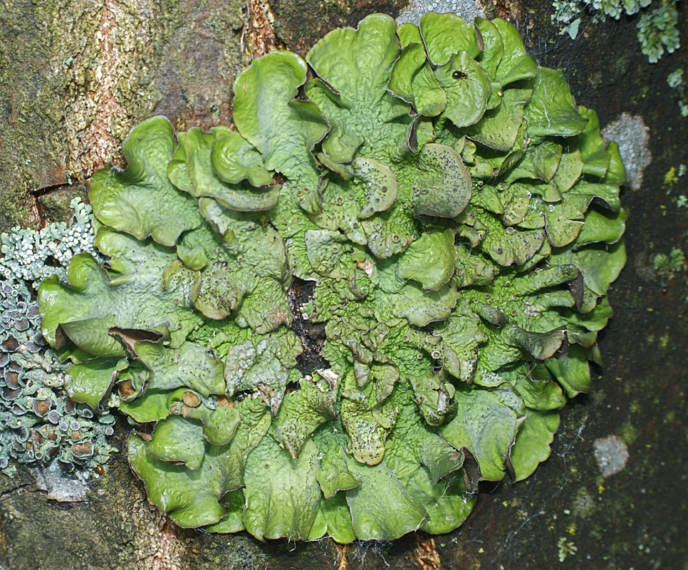 Изображение особи Pleurosticta acetabulum.