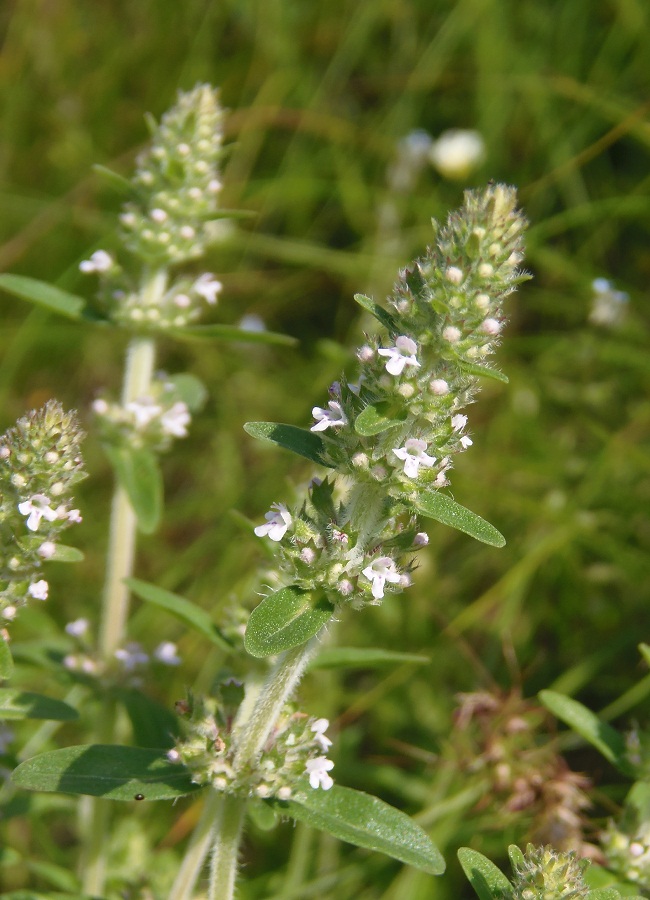 Изображение особи Thymus marschallianus.