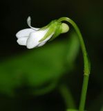 Viola verecunda