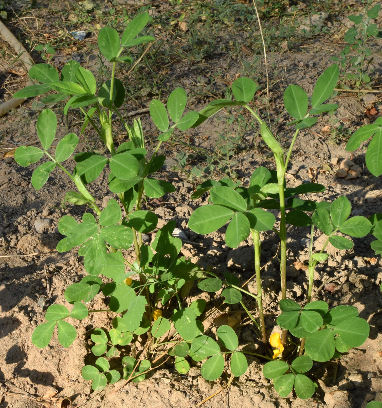 Изображение особи Arachis hypogaea.