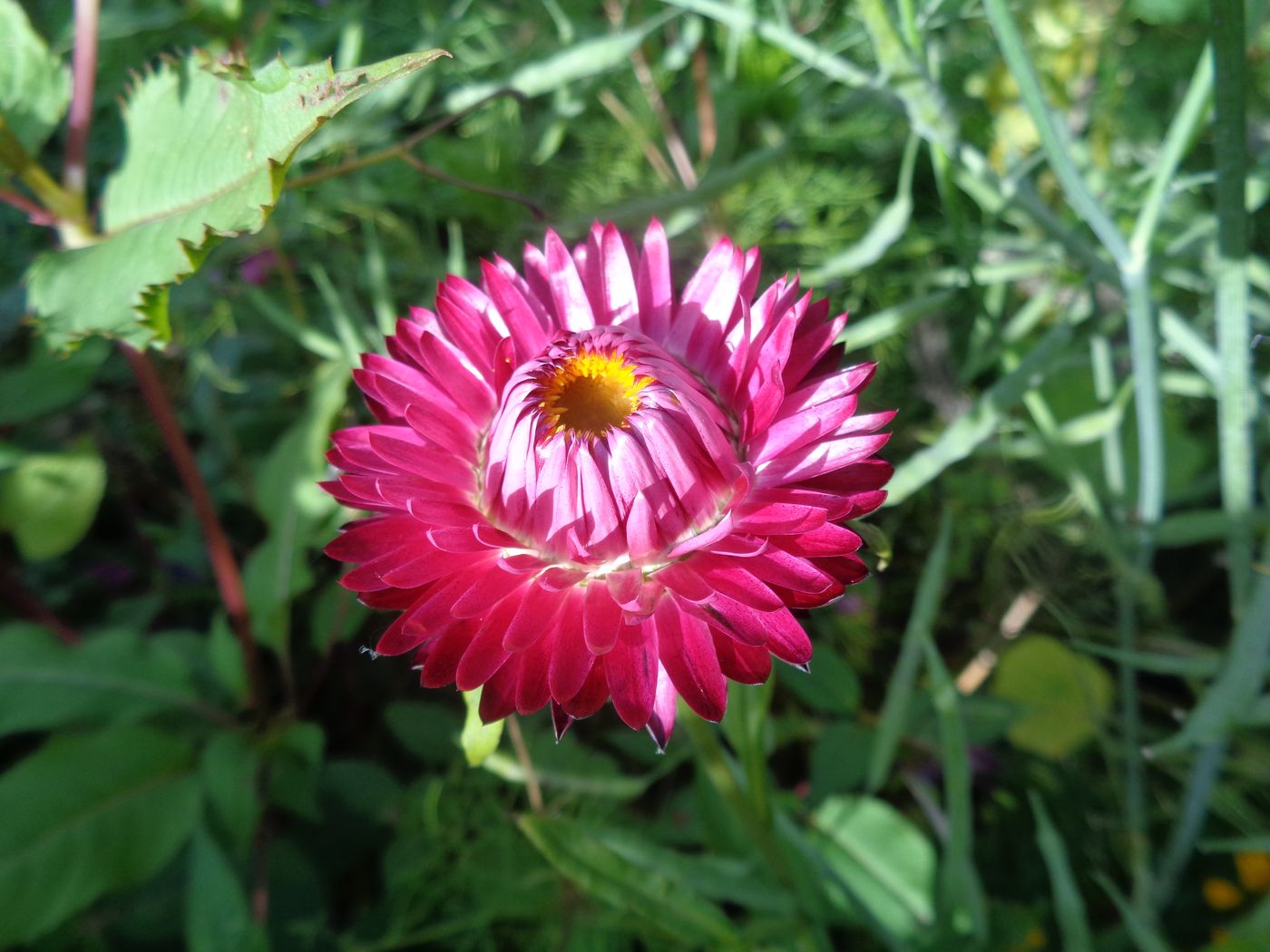 Image of Xerochrysum bracteatum specimen.