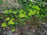 Chrysosplenium sibiricum. Плодоносящие растения. Магаданская обл., Ольский р-н, окр. пос. Атарган, берег р. Атарган, замшелый склон с травянистой растительностью. 06.07.2017.