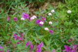 Valeriana capitata. Верхушки цветущих растений среди Chamaenerion latifolium. Чукотка, побережье бухты Провидения. 02.08.2013.