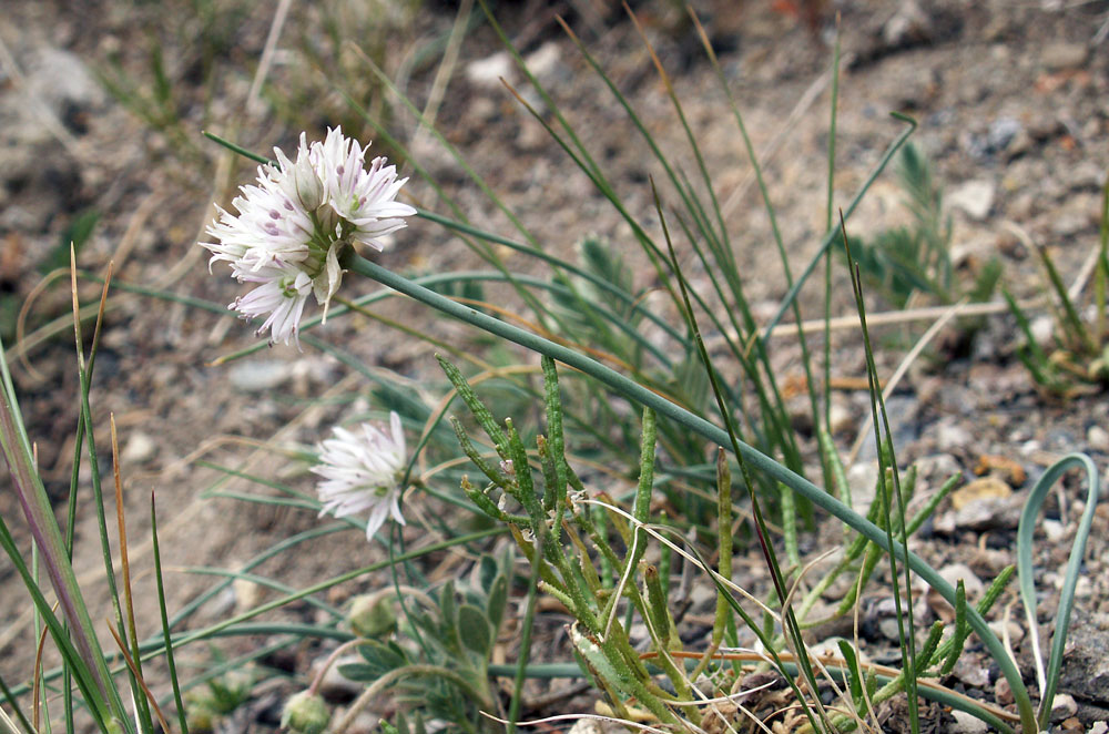 Изображение особи Allium glomeratum.