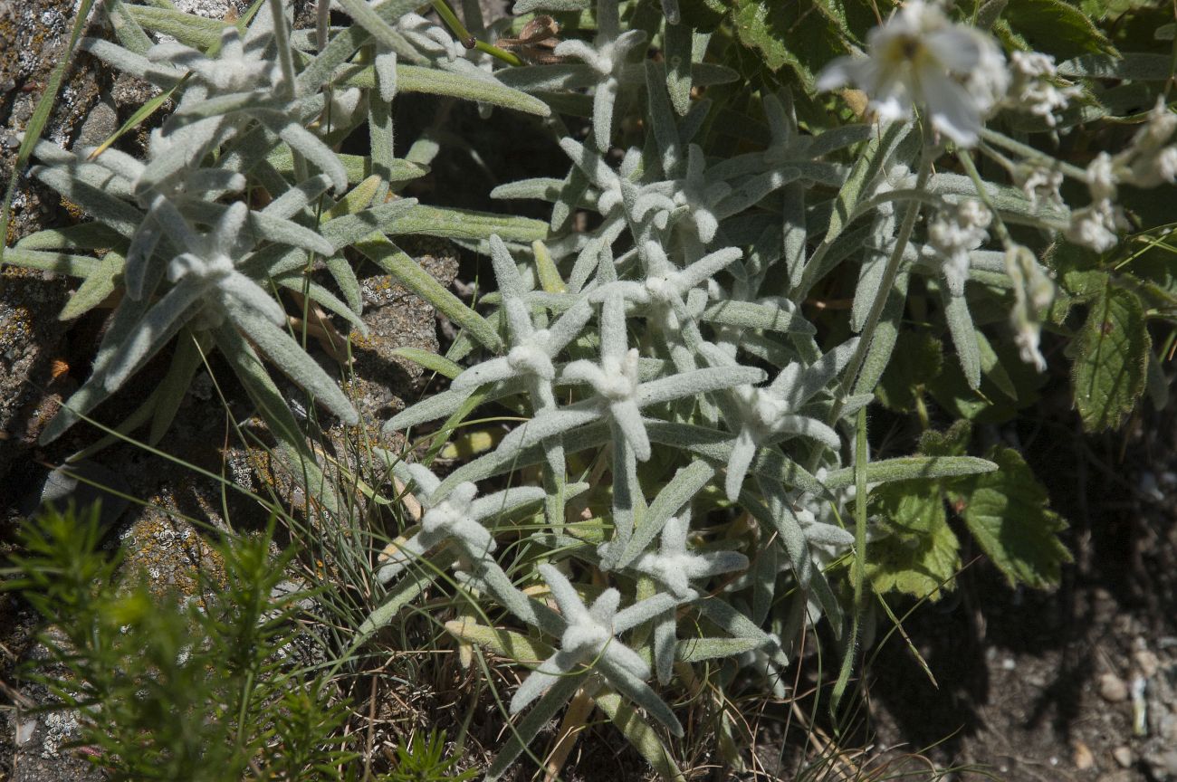 Изображение особи Cerastium biebersteinii.