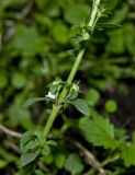 Veronica serpyllifolia