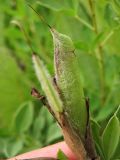 Chamaecytisus blockianus. Завязавшийся плод. Украина, Ивано-Франковская обл., Галичский р-н, окр. с. Бовшев, Касова гора, луговой склон. 24 июня 2010 г.