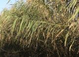 Phragmites australis. Побег. Грузия, край Самцхе-Джавахети, Аспиндзский муниципалитет, окр. села Тмогви, озеро Цунда, выс. 1231 м н.у.м. 14.10.2018.