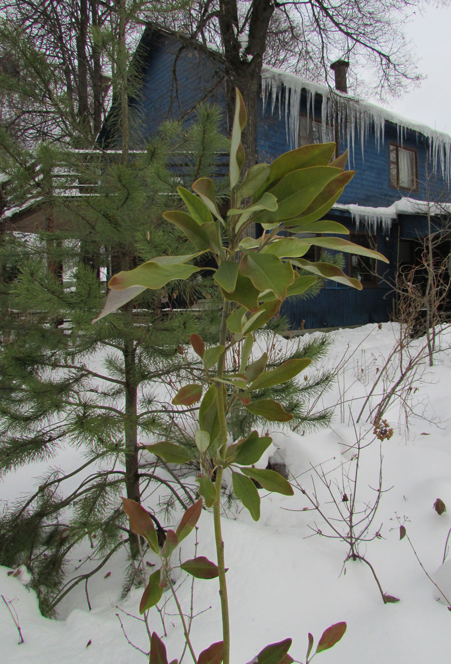 Изображение особи Magnolia virginiana.