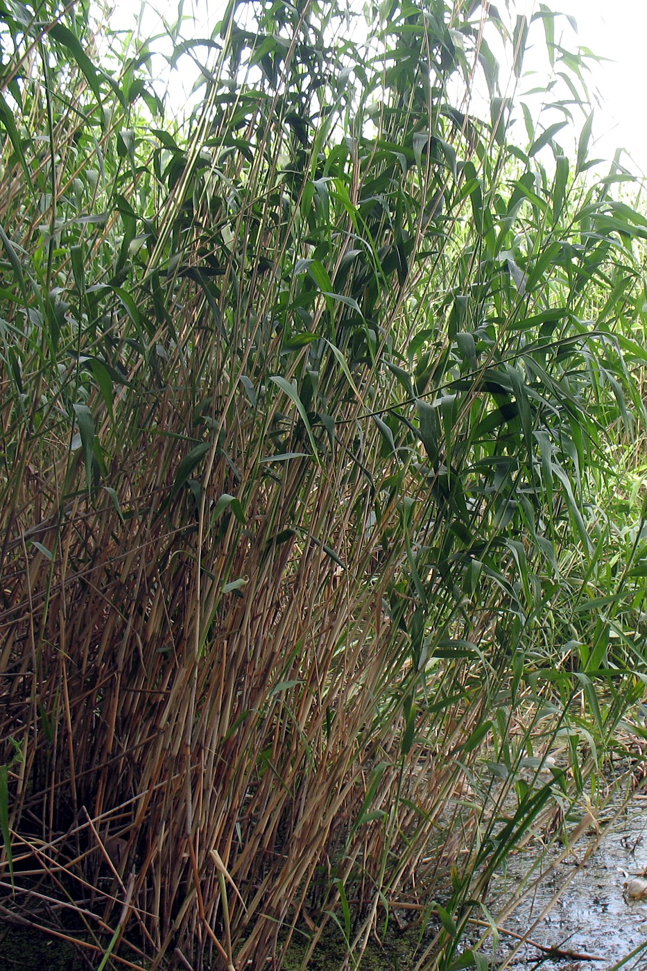 Изображение особи Phragmites australis.