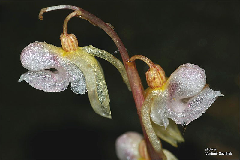 Изображение особи Epipogium aphyllum.