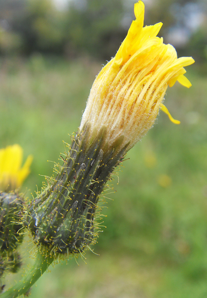 Изображение особи Sonchus palustris.