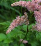 род Astilbe